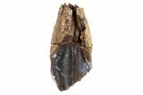 Huge, Rooted Triceratops Tooth - Montana #263370-1